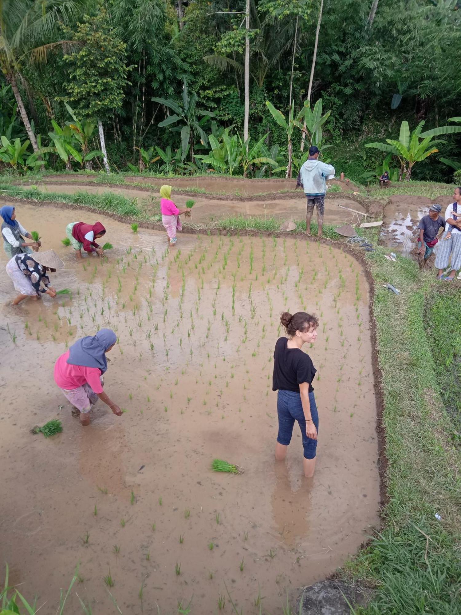 Coconut Homestay Tetebatu Kültér fotó