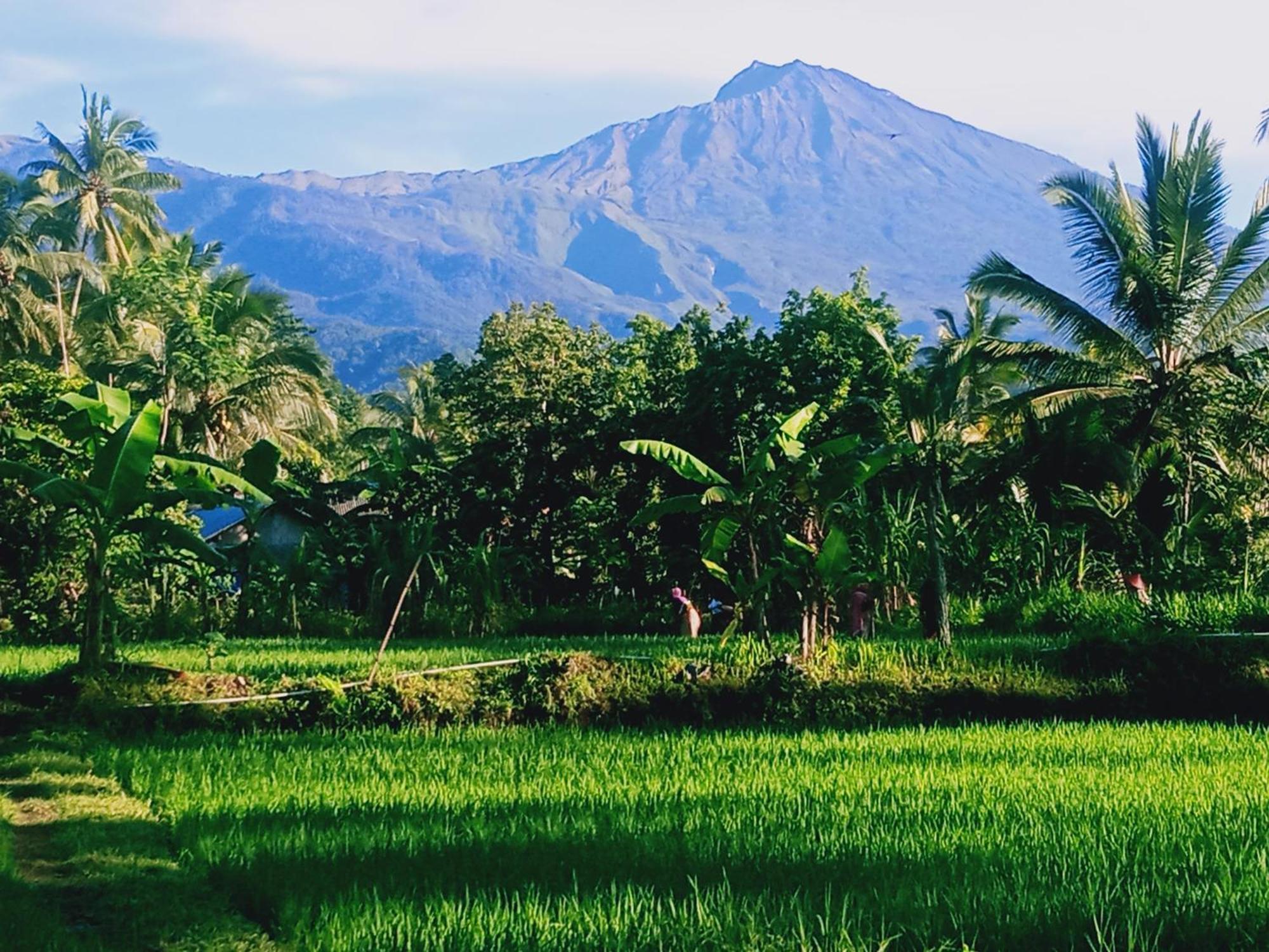 Coconut Homestay Tetebatu Kültér fotó