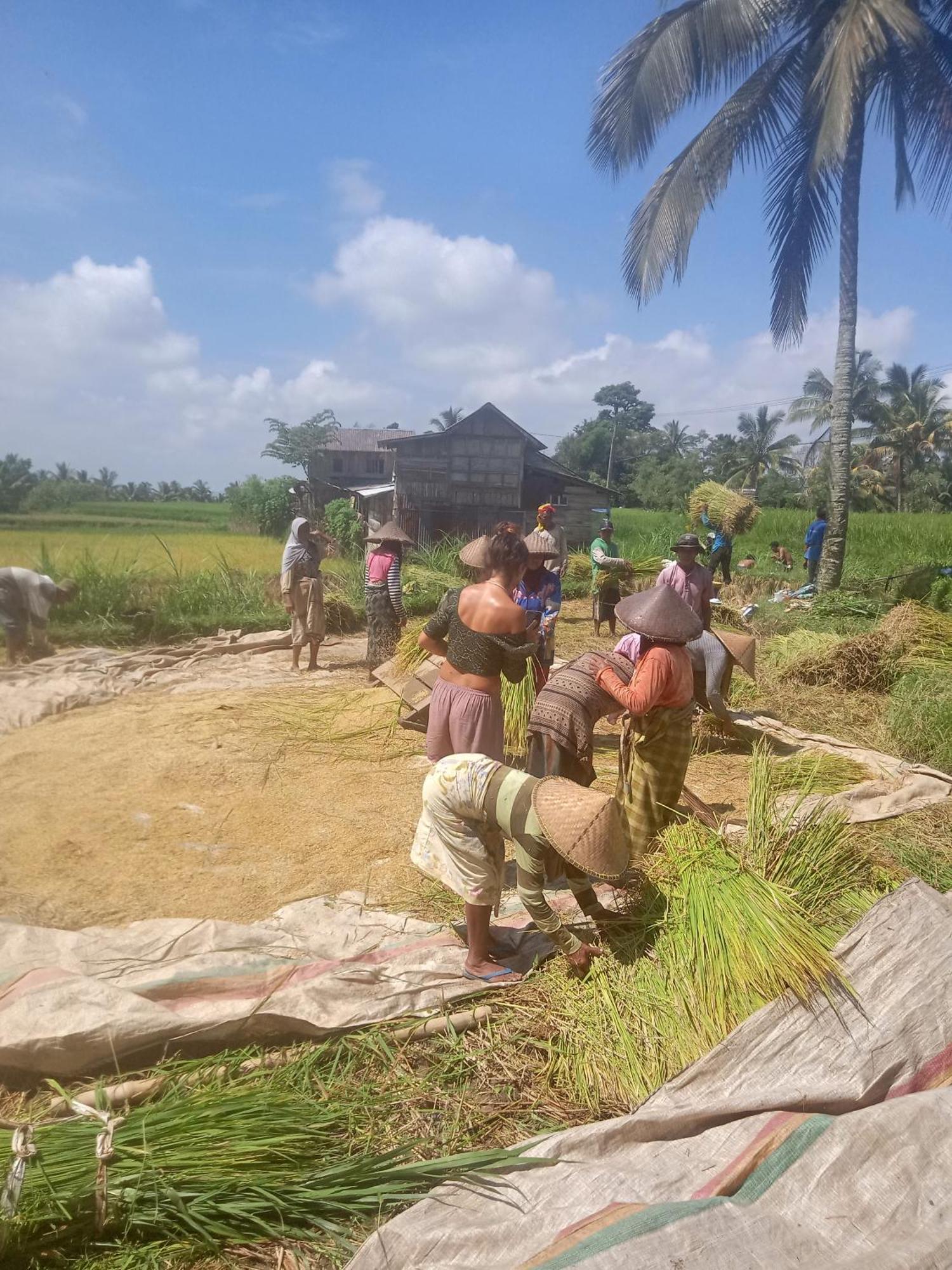 Coconut Homestay Tetebatu Kültér fotó