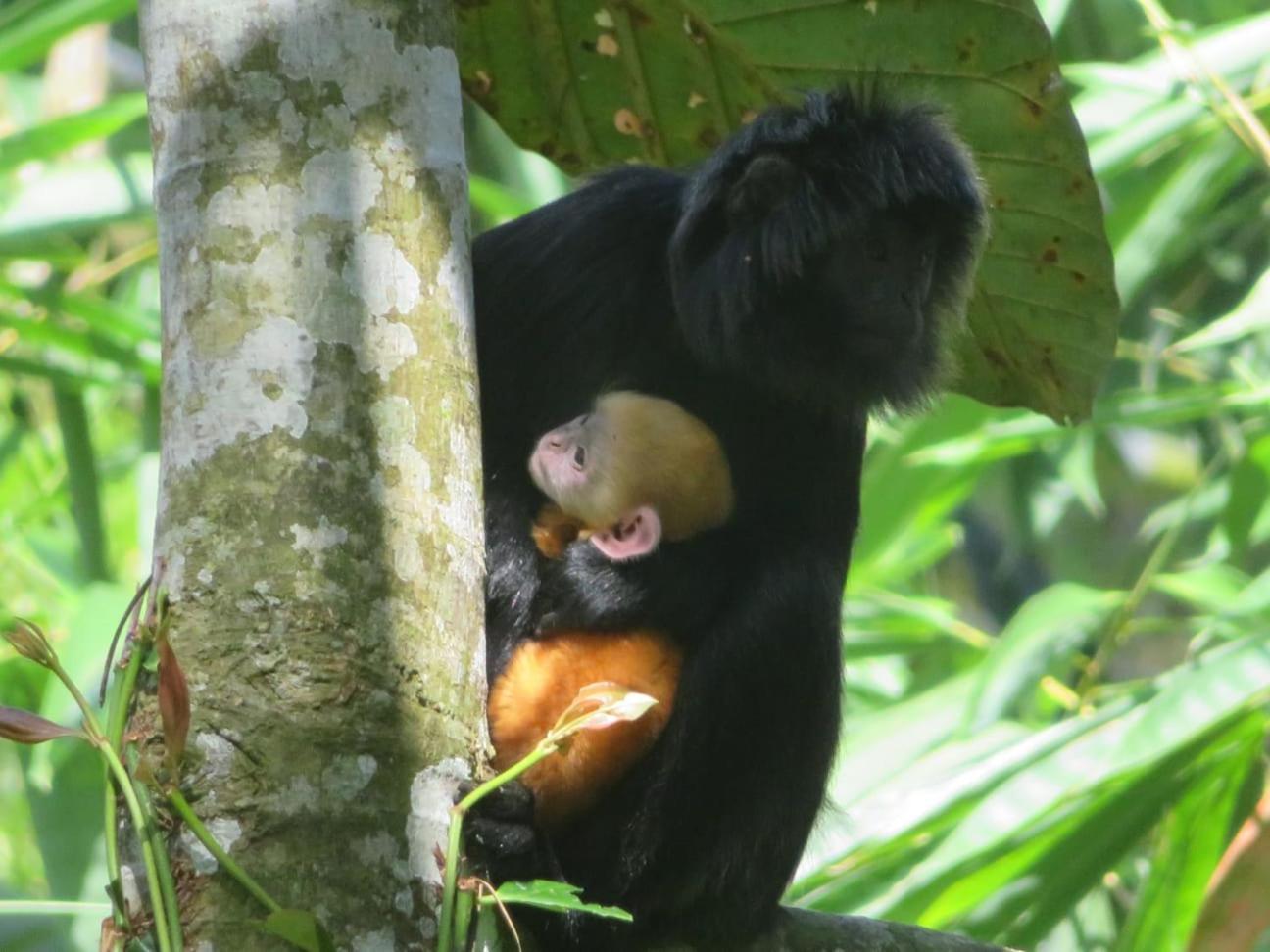 Coconut Homestay Tetebatu Kültér fotó